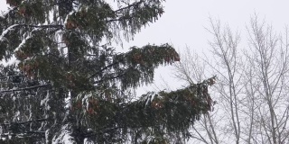 冬天的自然-松枝与雪在强风中摇曳。暴风雪里的大树。针叶和棕色球果。新年或圣诞节背景。