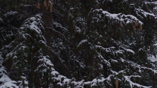 在奥地利圣安东的森林里，雪花慢慢地飘落