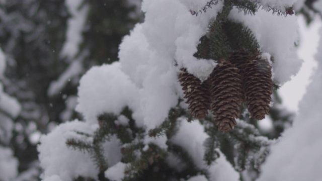 在拉克鲁萨的森林里，雪花落在树枝上