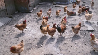 村子里的农场里有许多小鸡和公鸡饿着视频素材模板下载