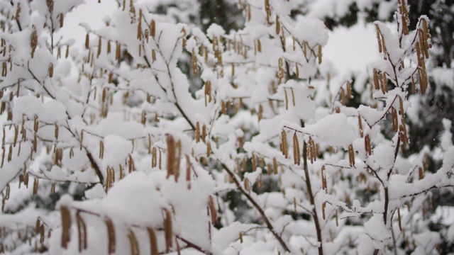 在拉克鲁萨的森林里，雪花落在树枝上