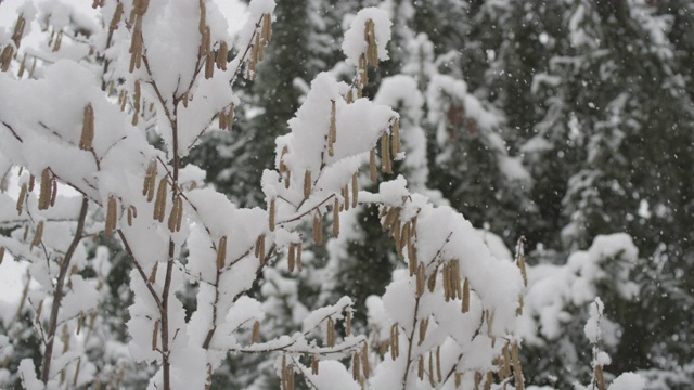 在拉克鲁萨的森林里，雪花落在树枝上