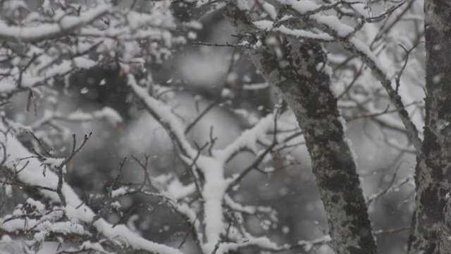 在拉克鲁萨的森林里，雪花落在树枝上