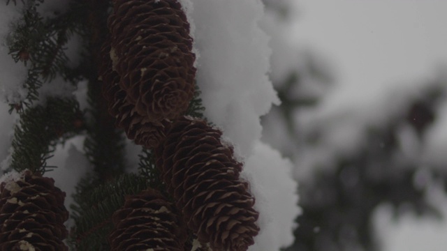 在拉克鲁萨的森林里，雪花落在树枝上