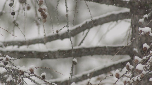 在拉克鲁萨的森林里，雪花落在树枝上