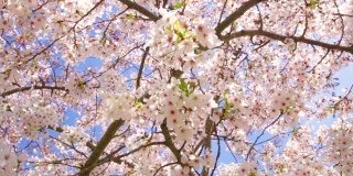 樱花的树。鲜艳的粉红色樱花在春天盛开。美丽的樱花。