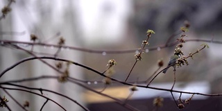 雨雪来临之际，一只山雀飞了进来，落在了一根树枝上，背景是一座模糊的城市。Prores 422