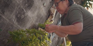 一名年长的亚洲妇女在屋前采摘辣椒准备烹煮那棵植物。