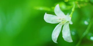 白色的花在雨的气氛中