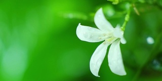 白色的花在雨的气氛中