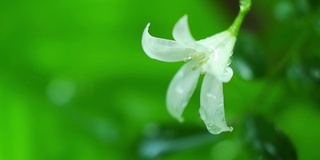 白色的花在雨的气氛中