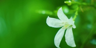 白色的花在雨的气氛中