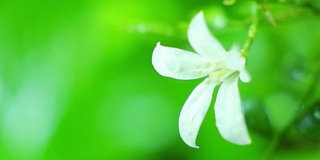 白色的花在雨的气氛中