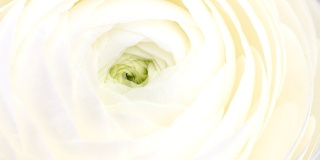 近距离观看美丽的白色毛茛(毛茛属)花头开放。盛开的毛茛花背景。婚礼背景，情人节的概念。4K延时进尺