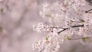 樱花落花的慢镜头视频素材模板下载