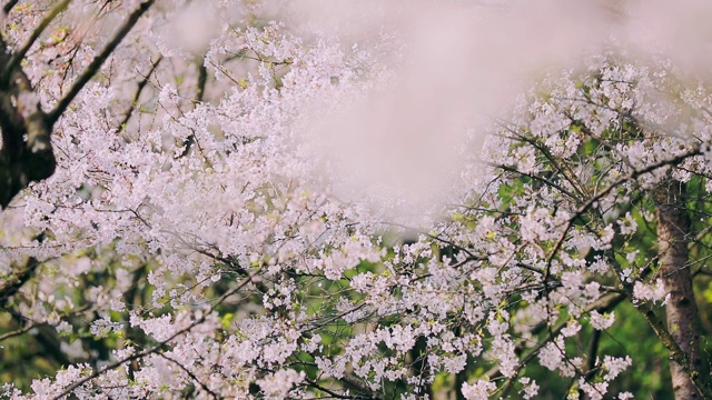 樱花落花的慢镜头