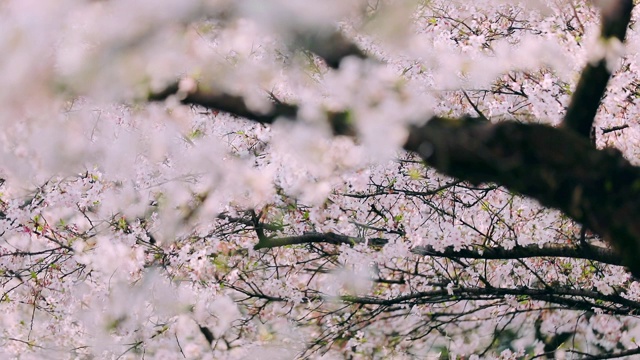 樱花落花的慢镜头