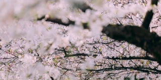 樱花落花的慢镜头