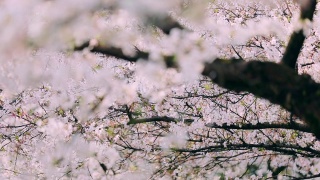 樱花落花的慢镜头视频素材模板下载