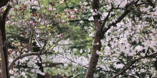 樱花落花的慢镜头