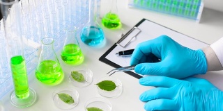 戴手套的研究人员用镊子从培养皿中取出一根芽。实验室研究和植物基因改造的现代实验室。特写镜头