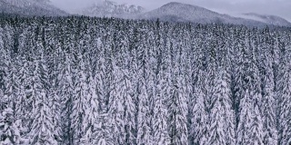 背景山上的冷杉和松树上覆盖着厚厚的积雪。自然奇迹。远东的针叶林