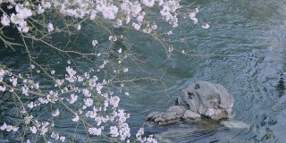 樱花开满河面