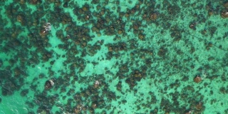 缩小旋转的珊瑚礁模式与透明的海底