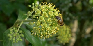 盛开的常春藤上的蜜蜂(Hedera helix)