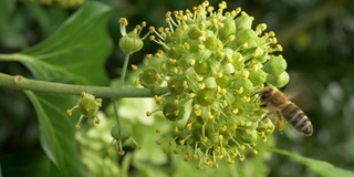 盛开的常春藤上的蜜蜂(Hedera helix)