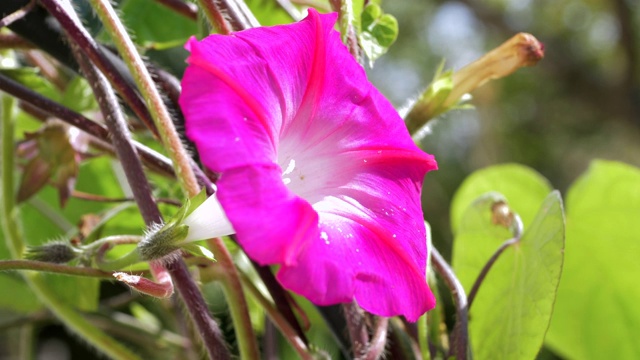 粉色牵牛花(番石榴)