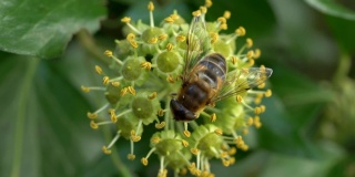 盛开的常春藤上的蜜蜂(Hedera helix)