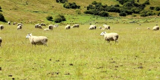 一群羊在美丽的山上草地上