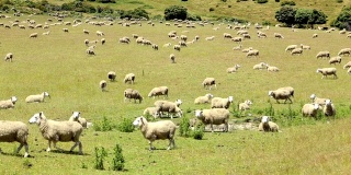 一群羊在美丽的山上草地上
