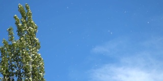 慢动作视频。白杨树在蓝天的映衬下蓬松。这些绒毛实际上是杨树的种子