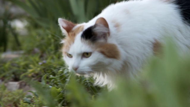 低角度慢动作拍摄的一个美丽的多色印花布猫宠物猫走过一个郁郁葱葱的绿色家花园在科罗拉多州