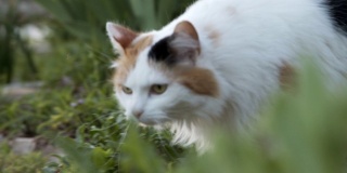 低角度慢动作拍摄的一个美丽的多色印花布猫宠物猫走过一个郁郁葱葱的绿色家花园在科罗拉多州