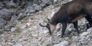 雌性西高加索大羚羊(Capra caucasica)是一种生活在山区的山羊羚羊，只在高加索山脉的西半部发现。