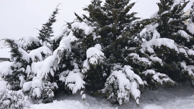 在冬天，树上晃动着躺在上面的雪，在白天，雪花在缓慢的动作。