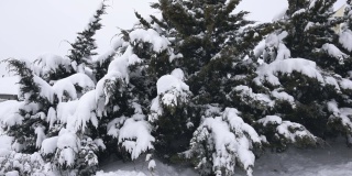 在冬天，树上晃动着躺在上面的雪，在白天，雪花在缓慢的动作。