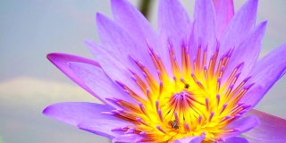 蜜蜂在池塘里盛开的紫莲花花粉上找到了甜蜜