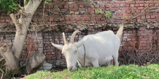 一只山羊在乡下吃草。一只拴着的山羊在草坪上吃草。一只白山羊在草地上吃草