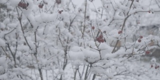 男性白种人的手从积雪的树枝上撕下浆果并挤压它。在严寒季节生长在户外的红色冬莓。自然,美丽。