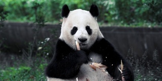 熊猫幼崽愉快地吃着竹子