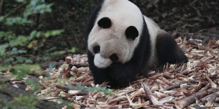 独特的动物大熊猫吃竹子。