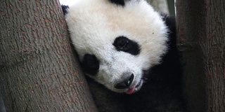 大熊猫幼崽在树上睡觉