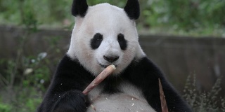 独特的动物大熊猫吃竹子。