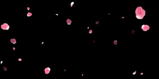 飞舞的红色和粉色玫瑰花瓣在黑色背景4k