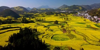 鸟瞰图无人机飞行在黄色油菜籽(油菜籽)的田野在春天，罗平，中国
