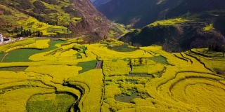 鸟瞰图无人机飞行在黄色油菜籽(油菜籽)的田野在春天，罗平，中国